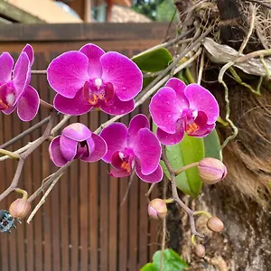  Apartamento Flores Do Mar Brasil